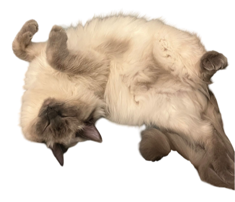 my cat!